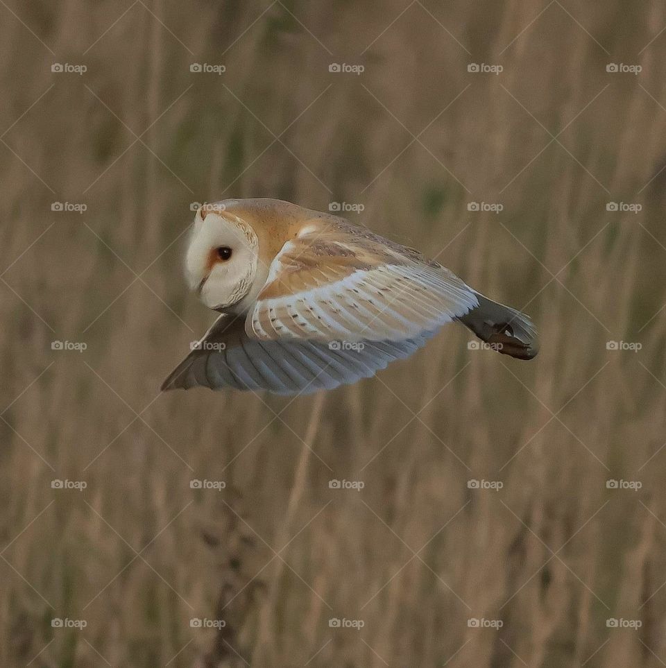 A close up of a owl