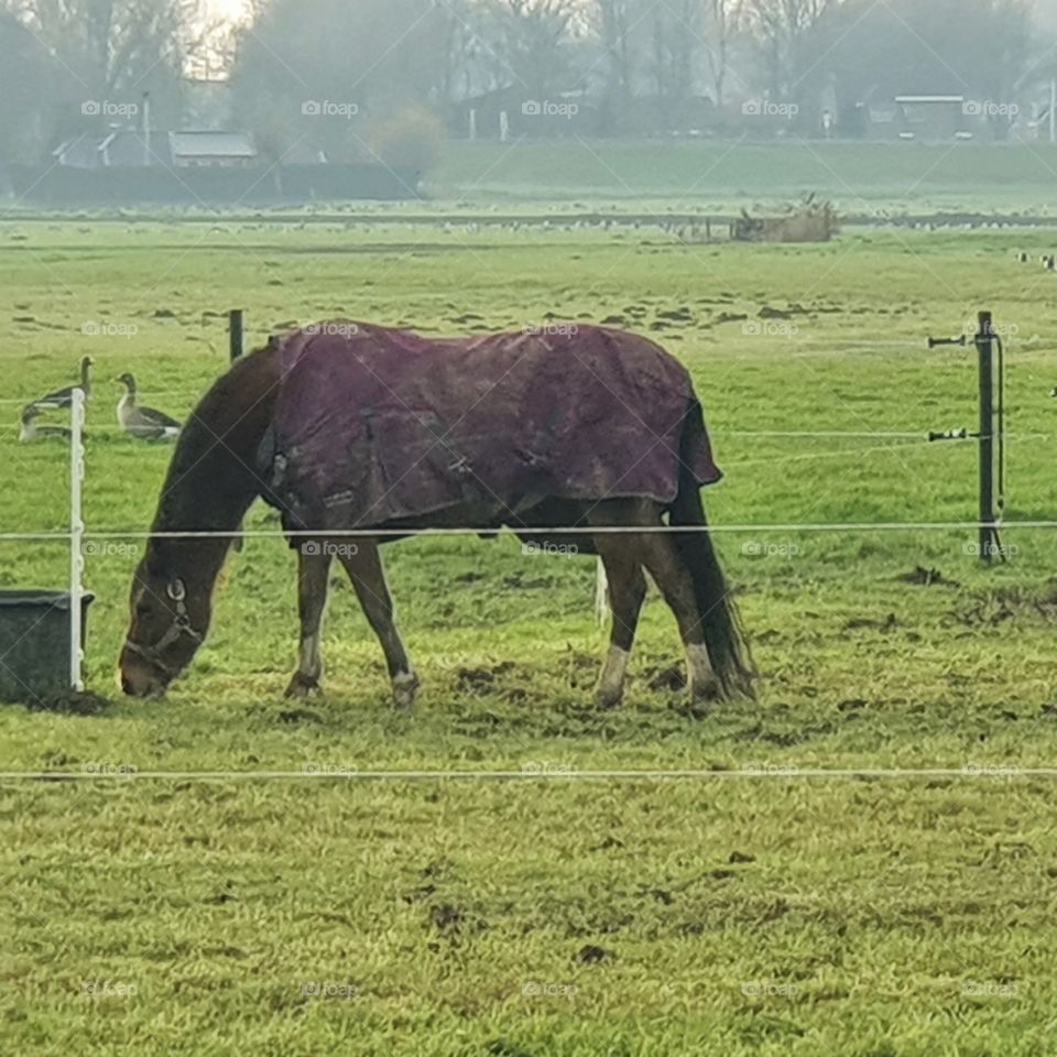 horse in the pasture in the Netherlands