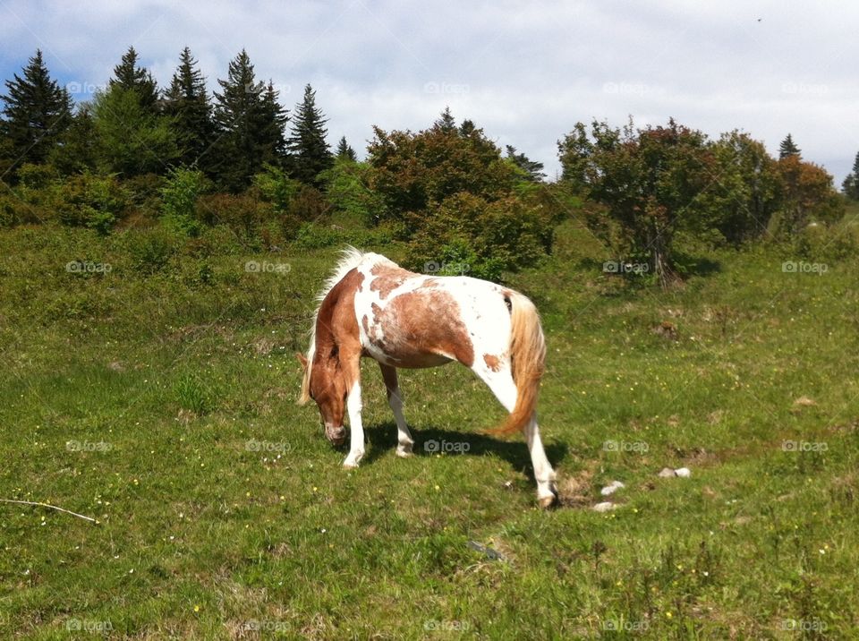 Grayson Highlands Pony. Taken at Grayson Highlands State Park. The "wild" ponies are adorable and remarkably friendly. 
