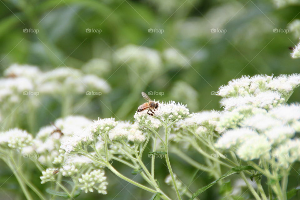 Bee on a flower