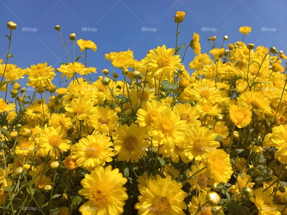yellow flower Bloomsom in the garden