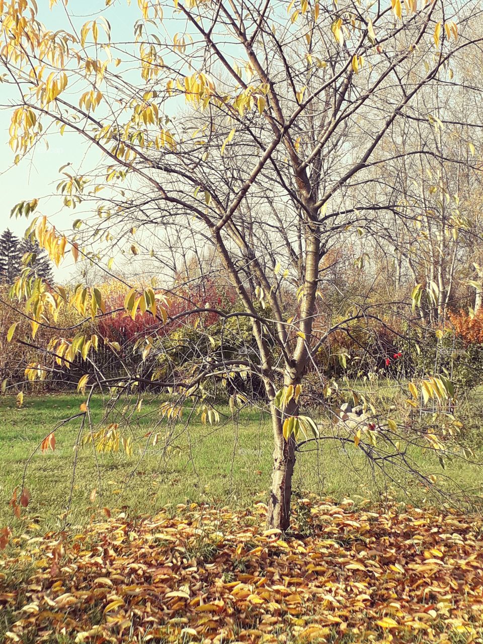 almost  leafless tree in afternoon sun  with lawn covered with yellow  fallen leaves