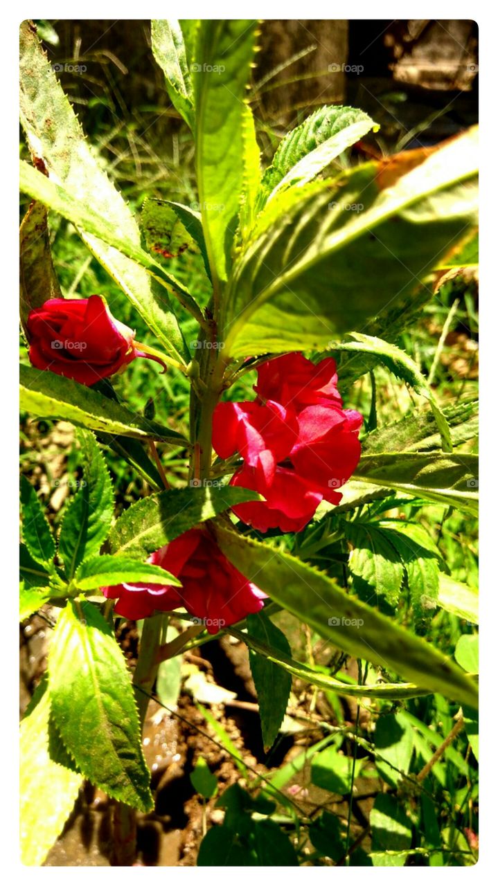 Red Flowers