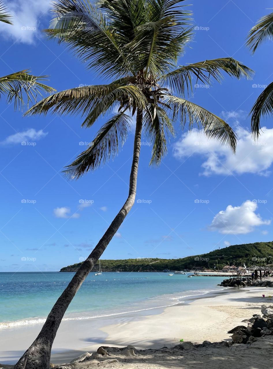 Palm tree along the beach
