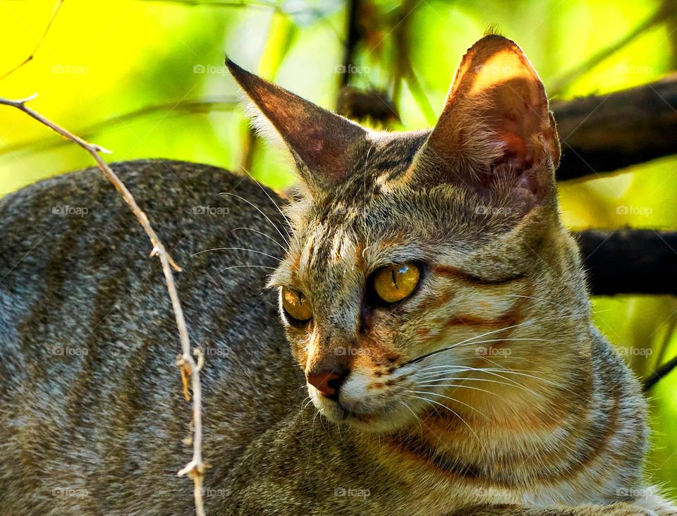 Domestic cat  - Egyptian mau