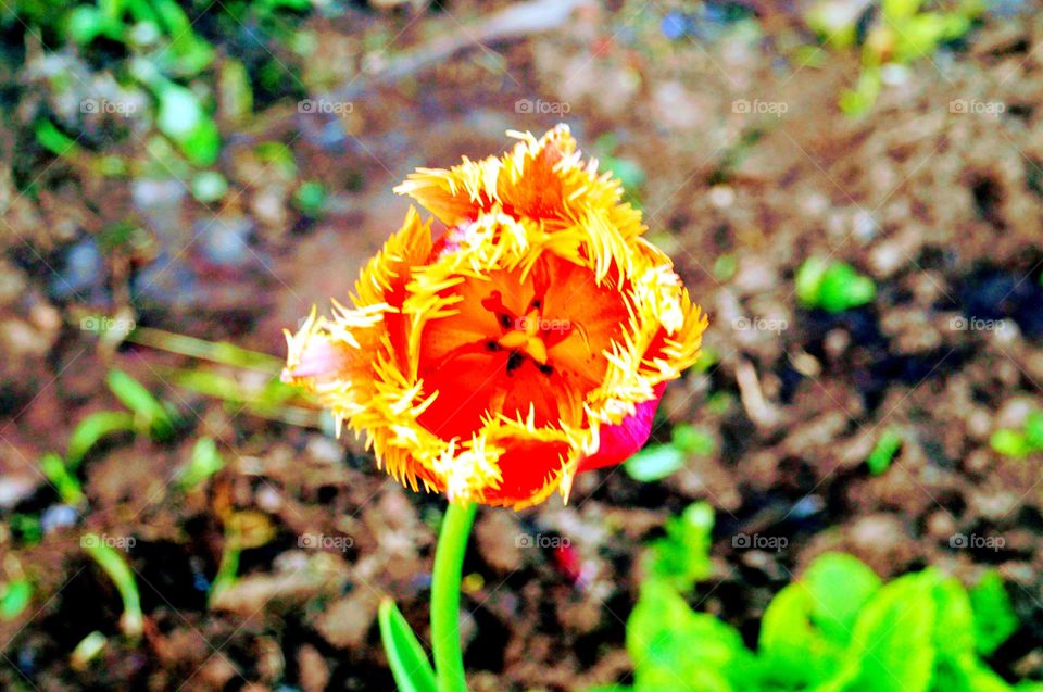 spring Flower