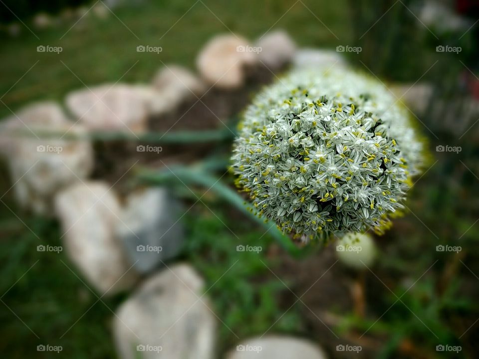 White flower bloom with gree stem