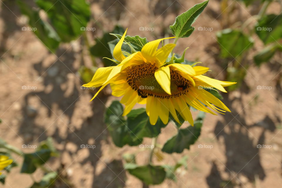 sunflower