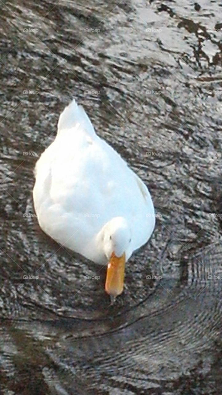 white duck