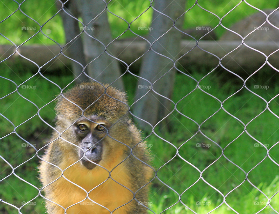The Grass Is Always Greener. San Diego Zoo. May 2009.