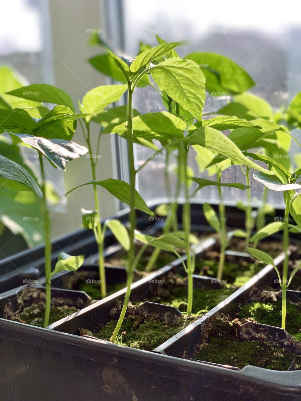 young sprouts are drawn to the sun