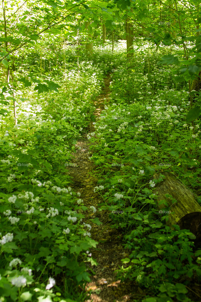 pathway throw the flowers. a path in the nature preserve