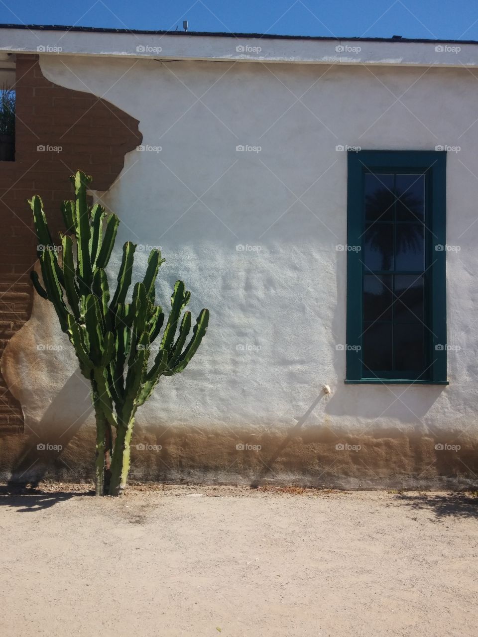 'Ol Mexico Cactus