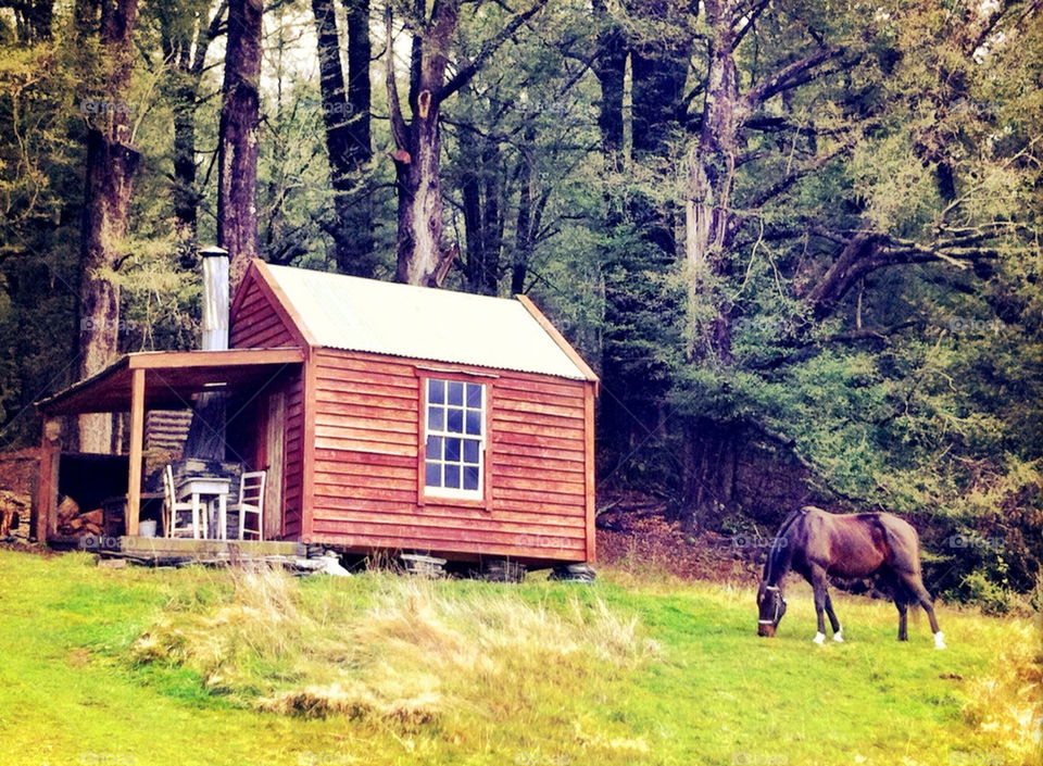 forest woods cottage horse by cynthiadennis