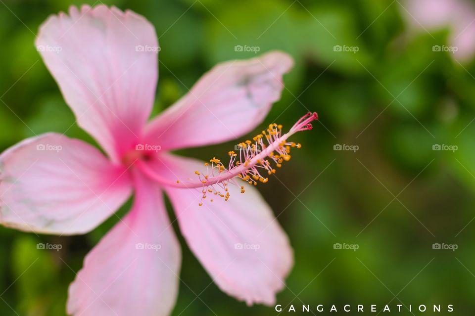 ചെമ്പരത്തി ! 🌺