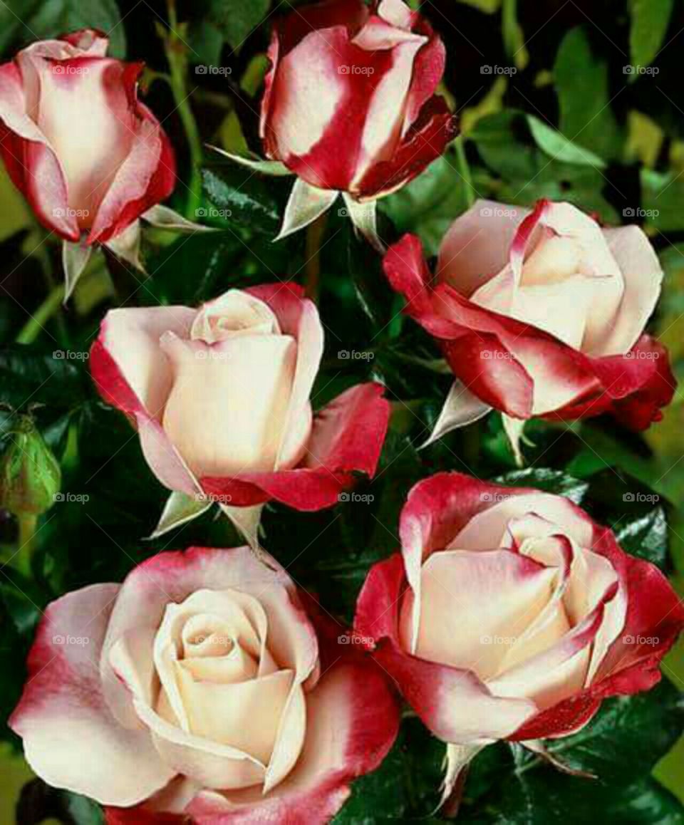 beautiful Rose's