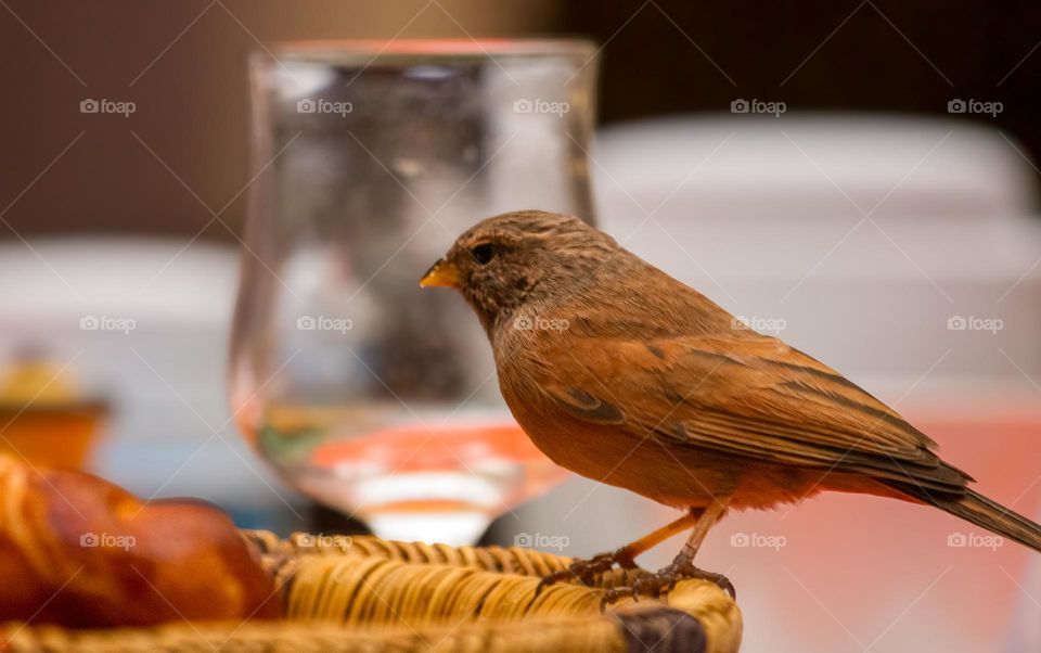 little bird on bread basket