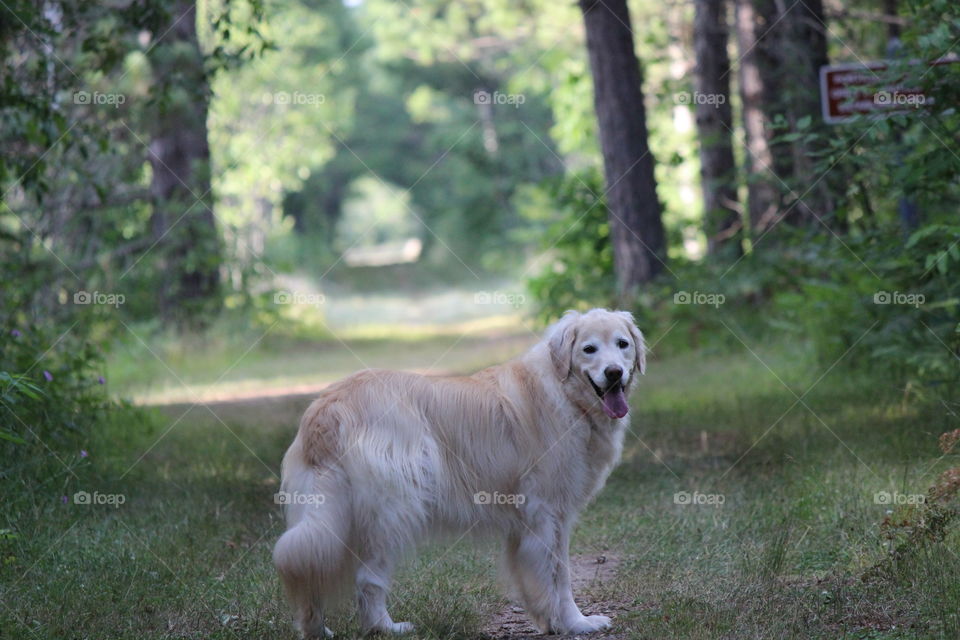 where will the path through the woods take you?