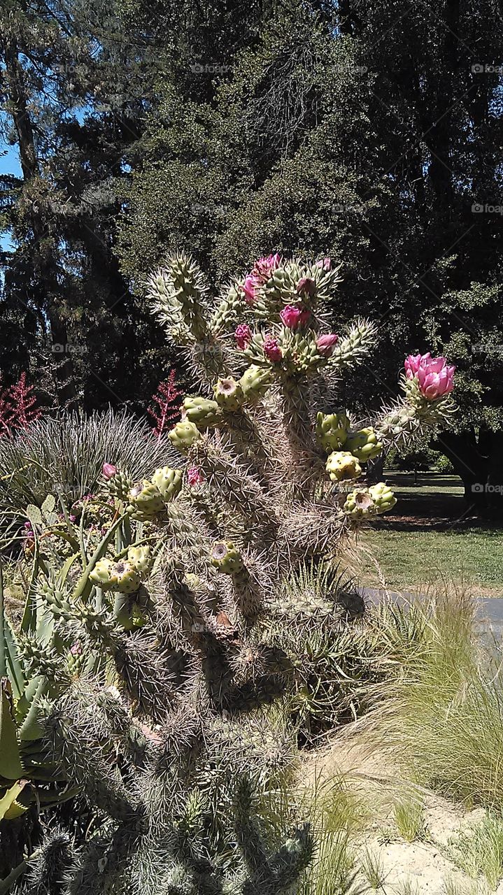 Cactus buds. Walking through capital garden