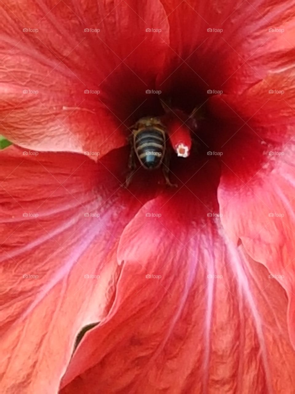 bee and flower