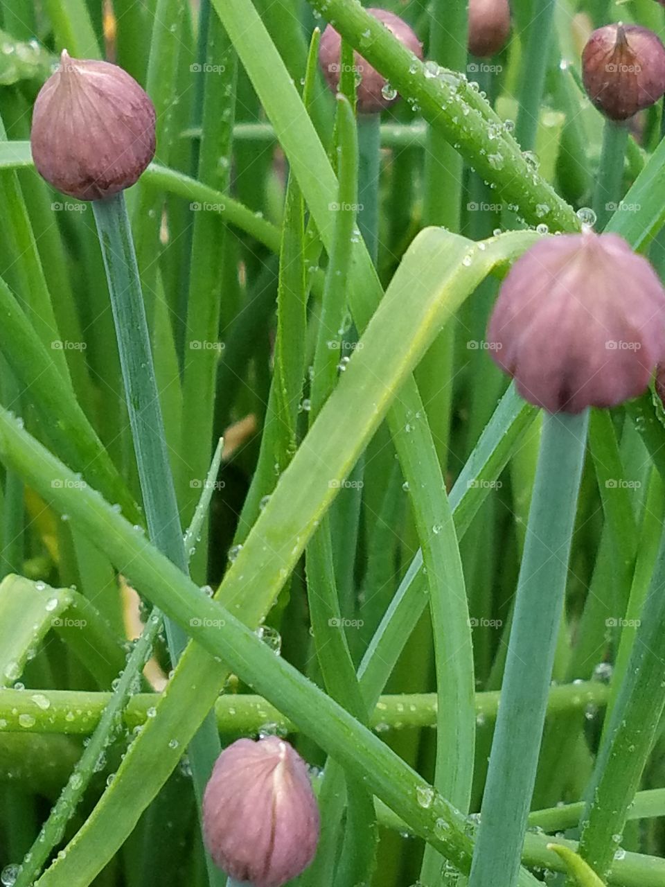 Chives