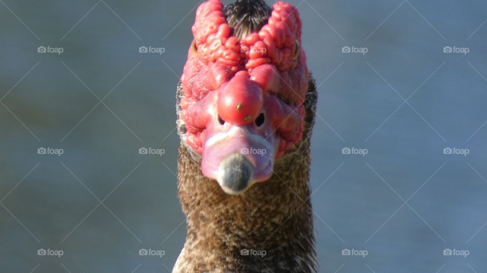 muscovy duck face