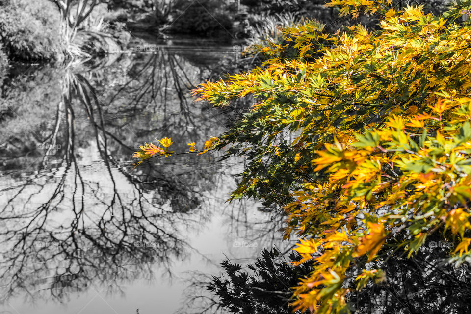 Japanese Maple pop of color