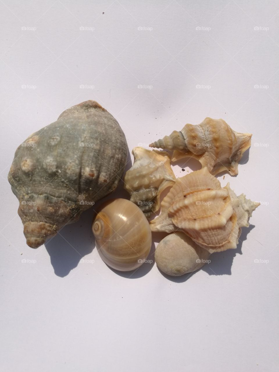 shell