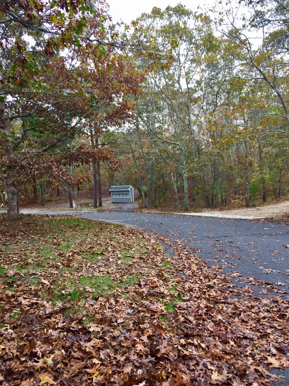 Fall 