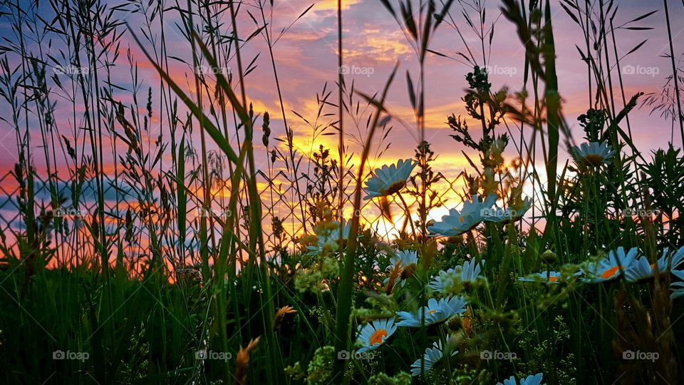 wildflower sunset
