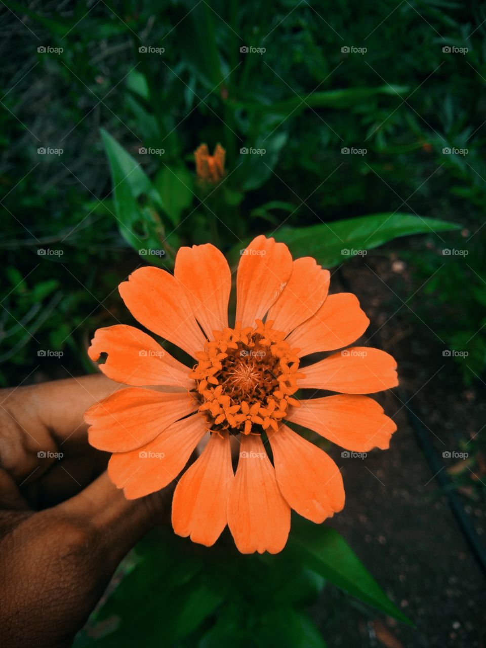 Zinnia beautiful flower garden beauty shot on Camera
