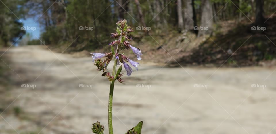 lonely flower on dirt road side.