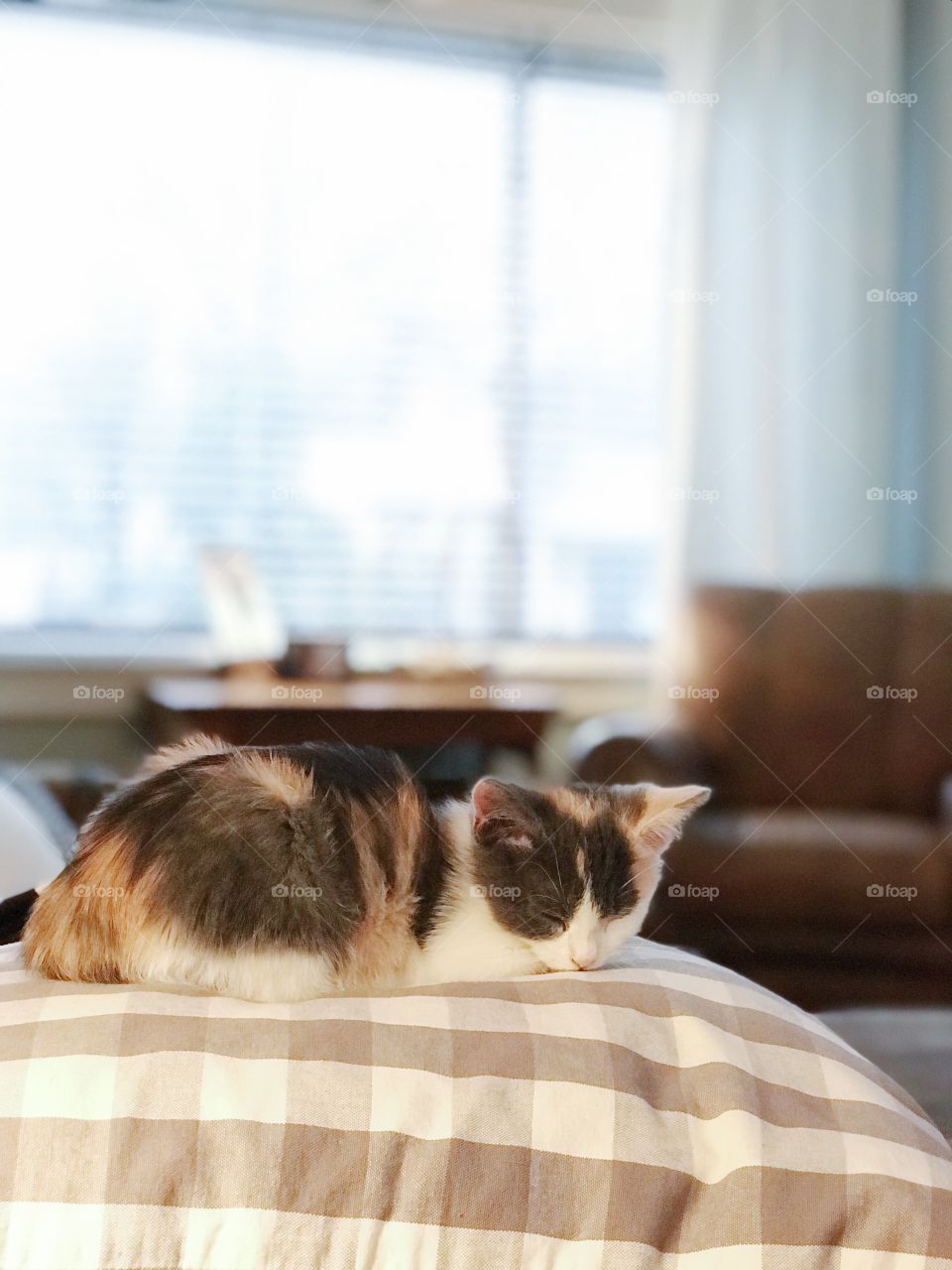 Kitten napping on pillow 