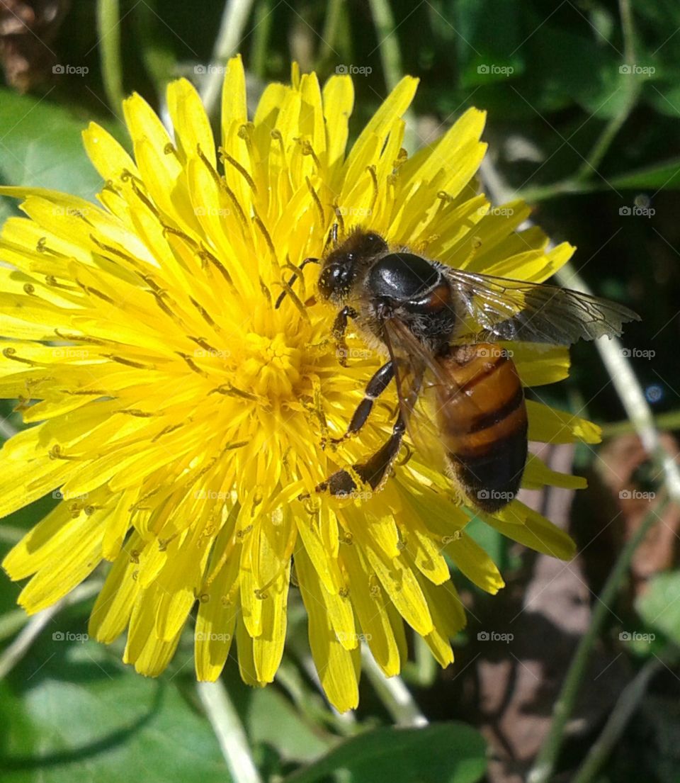 Dandy Buzz. Be checking out our dandelion.