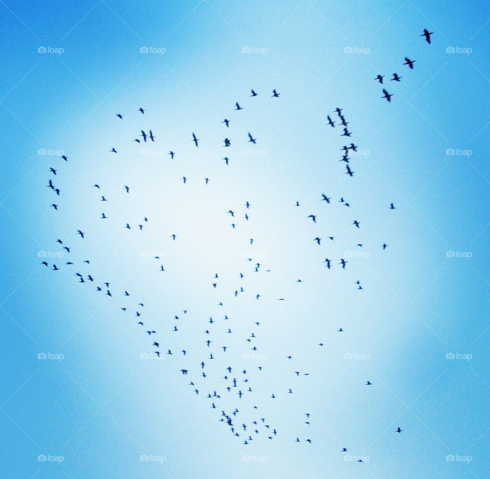 migrator birds over the rivrr Nile in Asswan