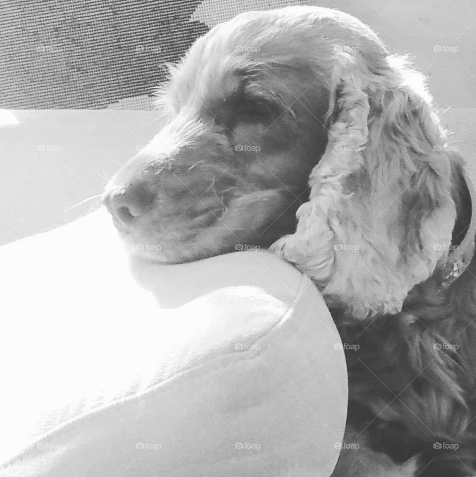 black and white photo of a cocker spaniel leaning his head on a cushion