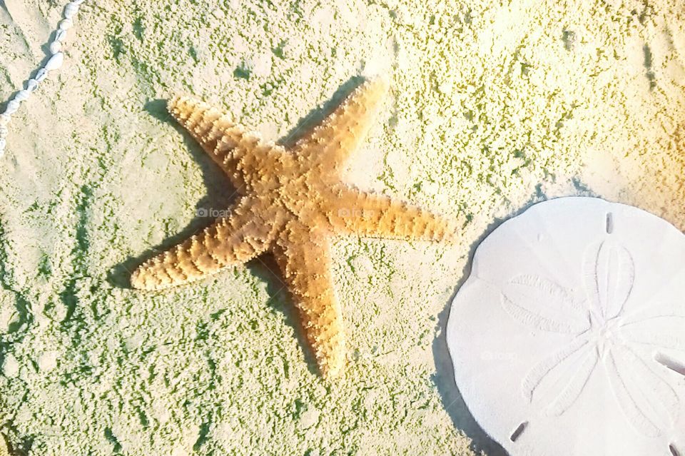 Starfish, sand, sand dollar, and shells