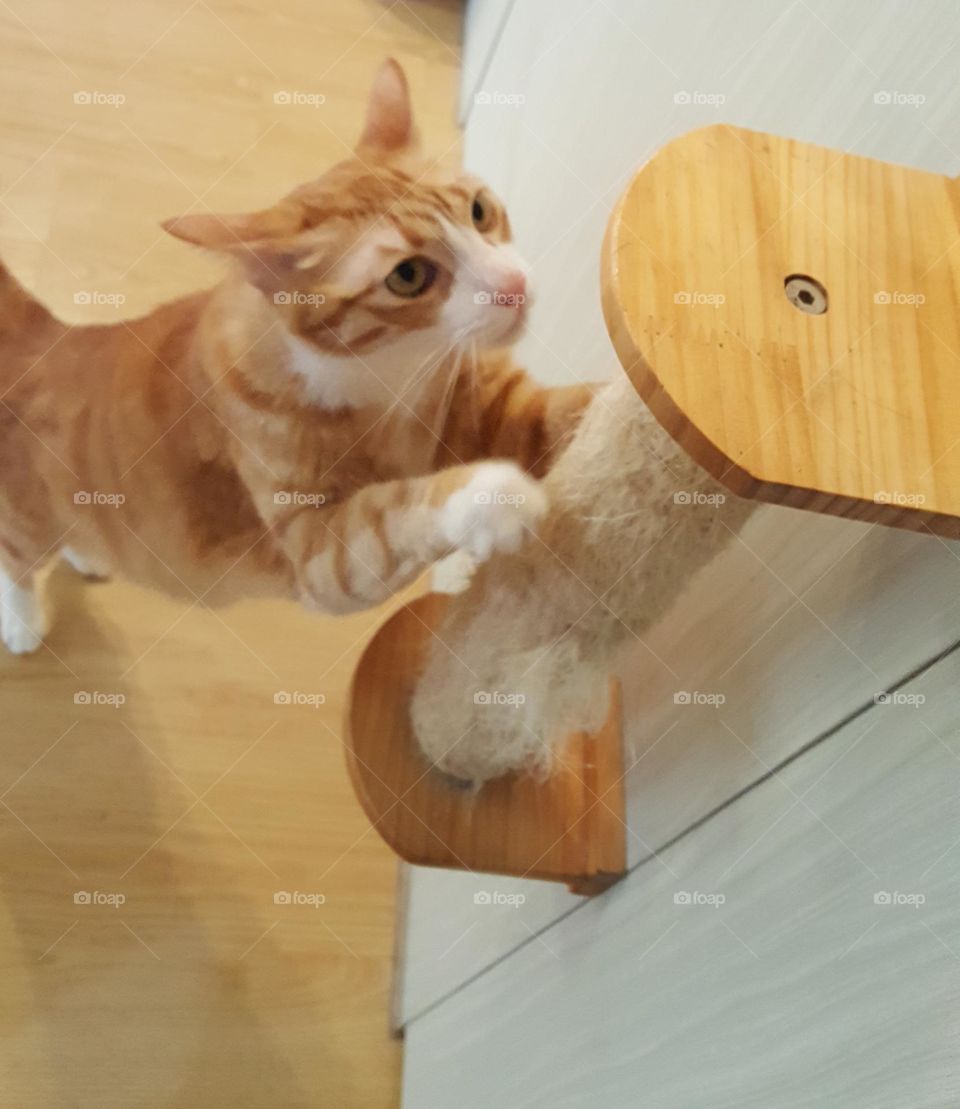 cat grinding its paws