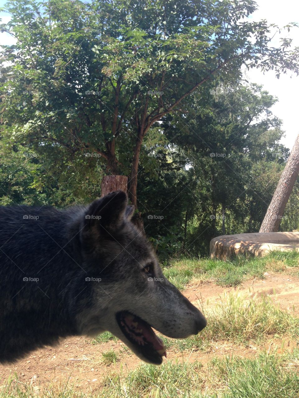 upclose of a wolf