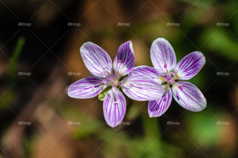 Close Up of a Purple Wildflower