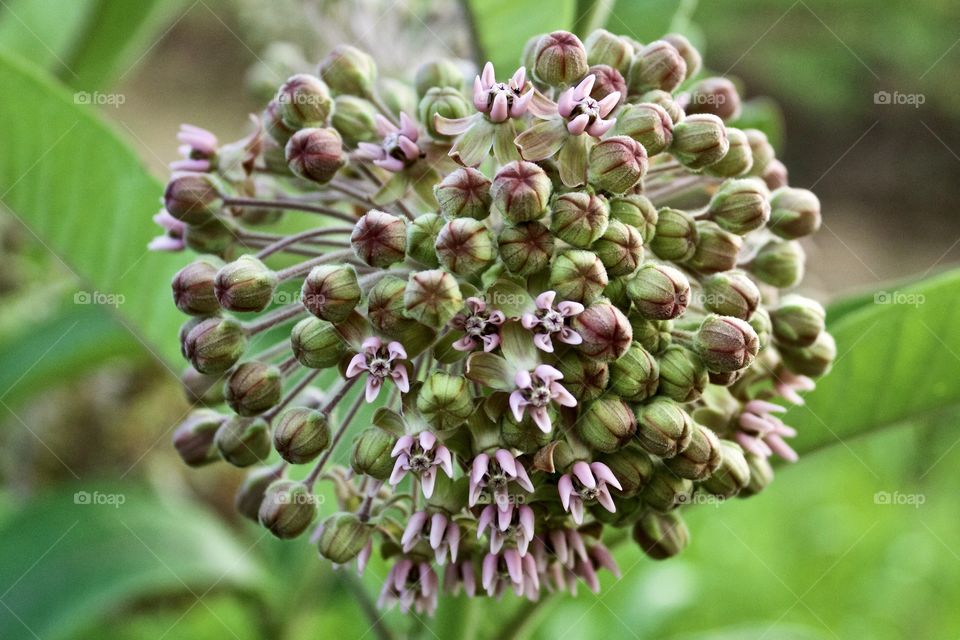 Closeup of Common Milkweed buds and blossoms against a blurred green background 