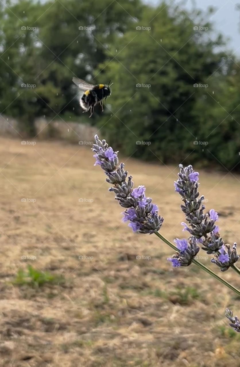 Bumblebee landing on lavender plant