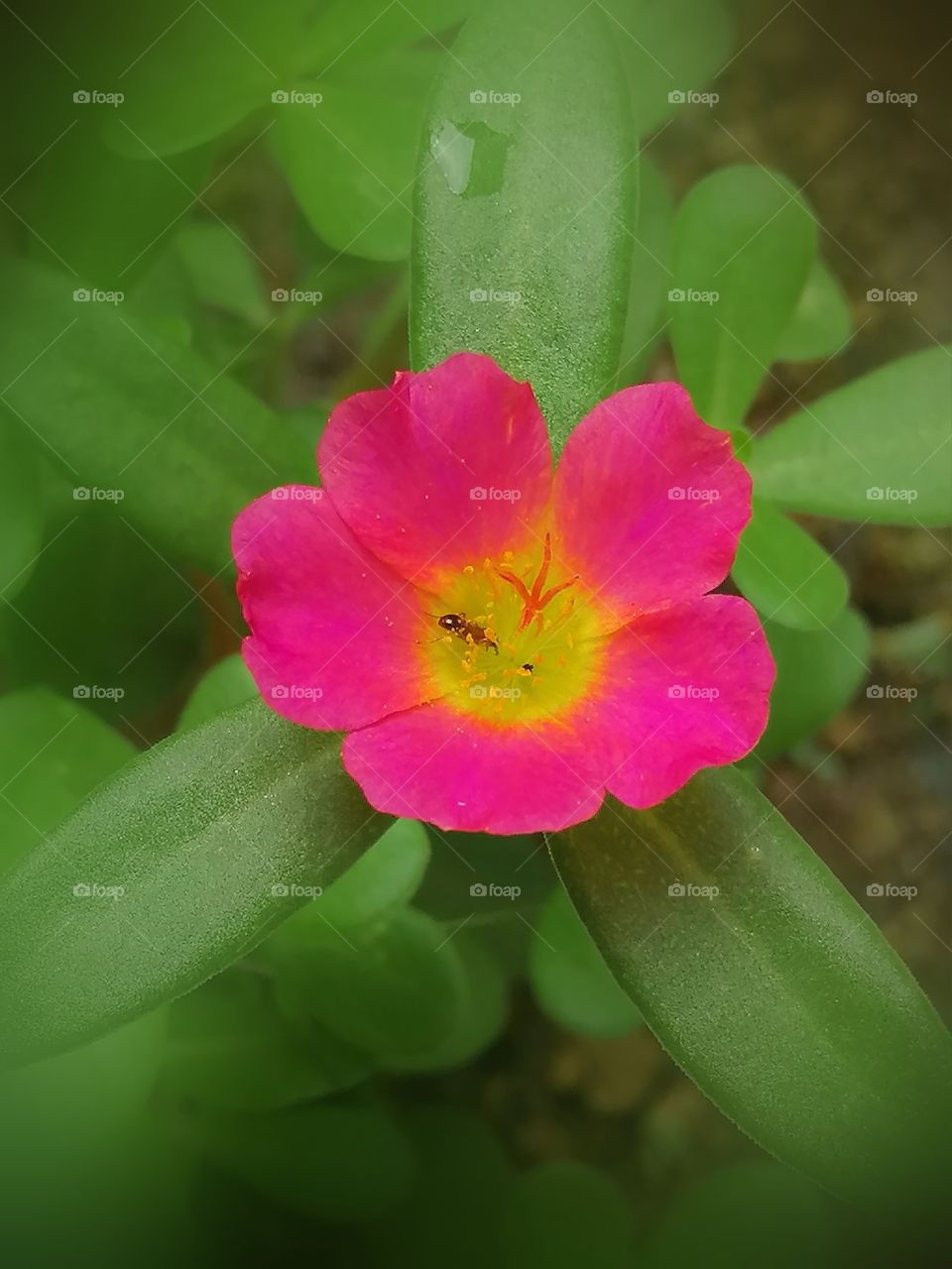 Ant enjoying the nectar