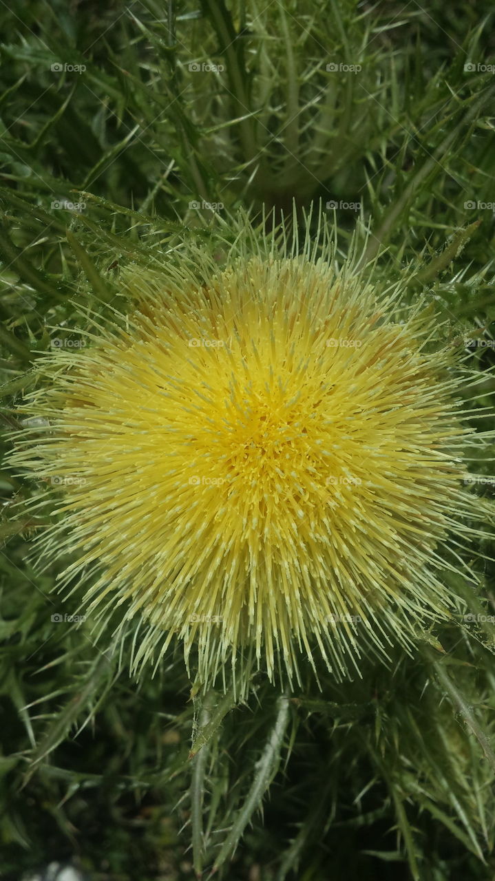 sunburst porcupine