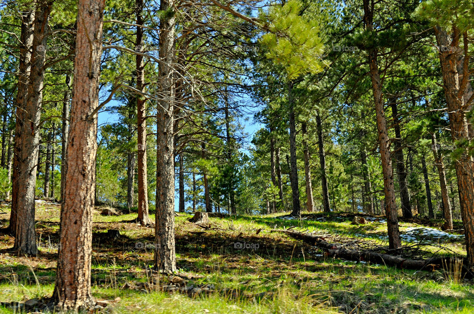 black hills by refocusphoto