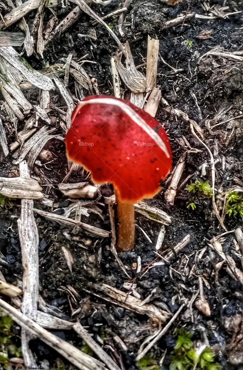 mushroom photo