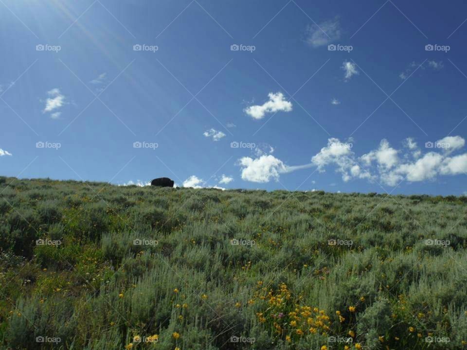 buffalo on a hill