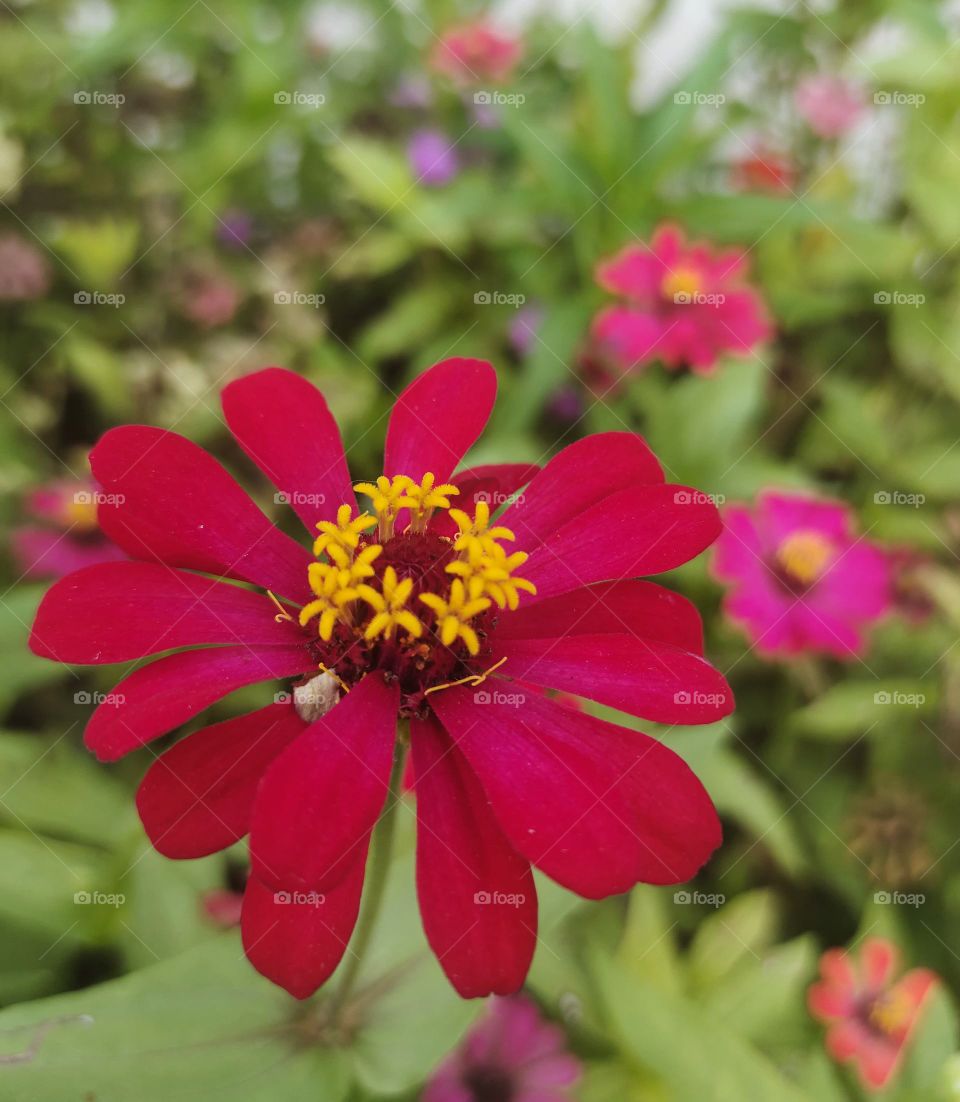 red flower