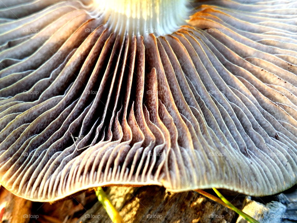 Mushrooms