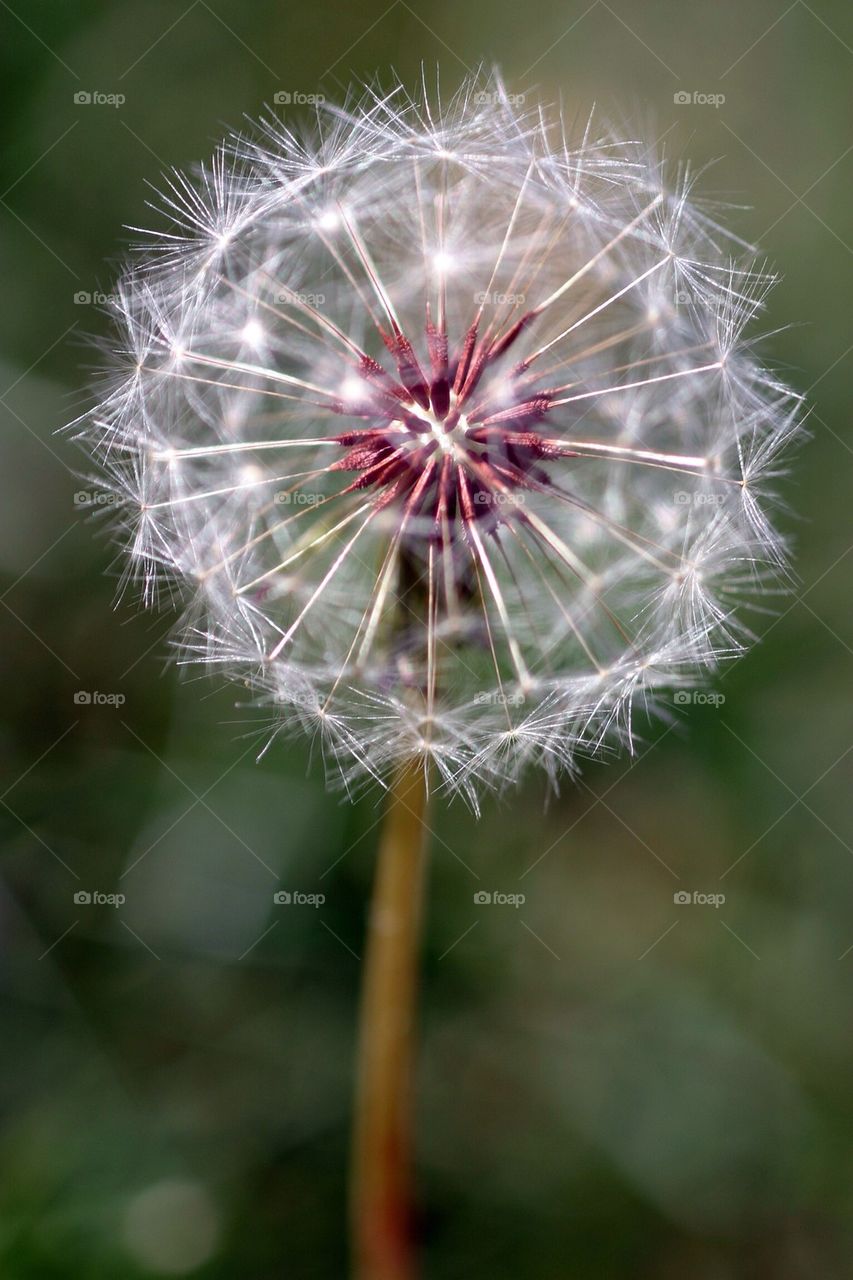 dandelion